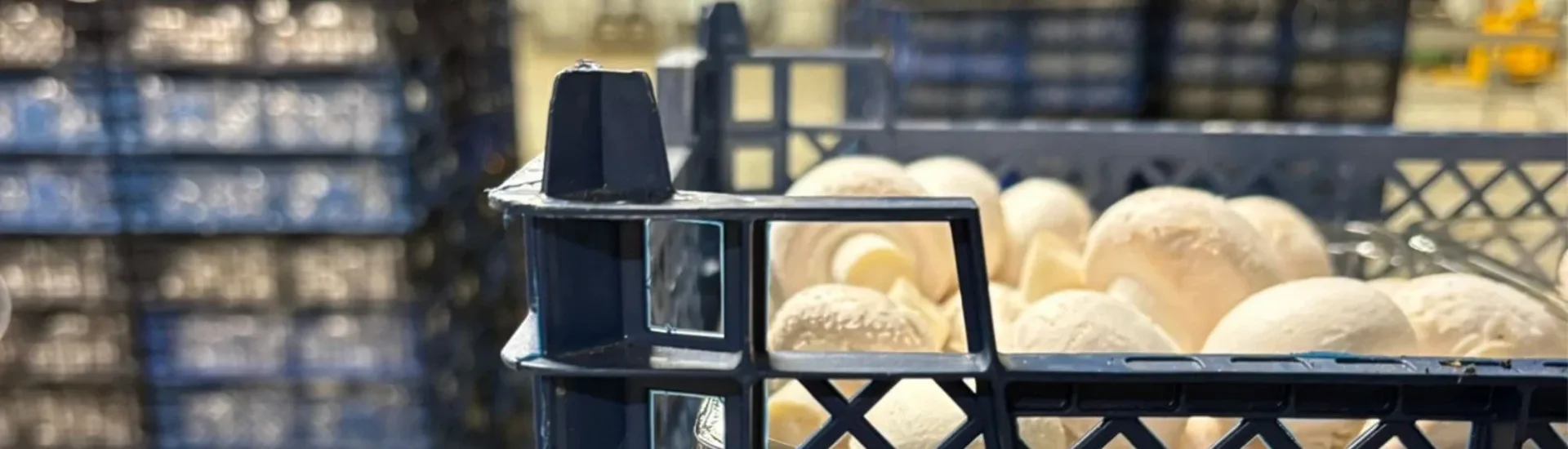 Verse champignons verpakt in gestapelde kratten in een magazijn van KORONA Mushrooms