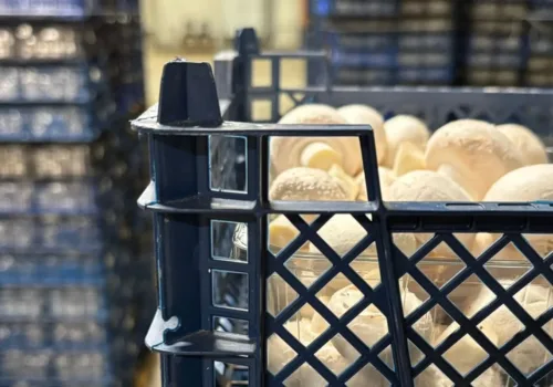 Verse champignons verpakt in gestapelde kratten in een magazijn van KORONA Mushrooms